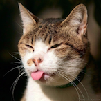 TRINITRIN's Avatar'