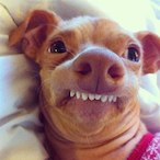 Tridh's Avatar'