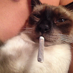 Sparking1337's Avatar'