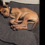 kaner_doggo's Avatar'