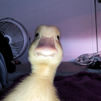 KemankeS.'s Avatar'