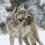 DemonicWolf.'s Avatar'
