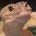LeperGecko's Avatar'