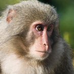 M0NKEYMONKEY's Avatar'