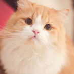 Mr.Kungfoo's Avatar'