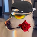R6_devvo's Avatar'