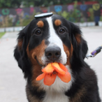 StrawberryWawa's Avatar