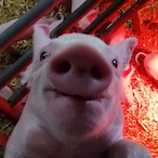 Wurst_Wixxe's Avatar'