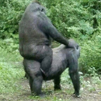 GorillaMonkey69's Avatar'