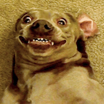 Pyxces's Avatar'