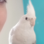 LyingBanana1160's Avatar'