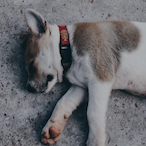 SIRAWICH_SRW's Avatar'