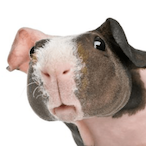 LatheDog's Avatar'