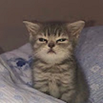 hiss_the_cato's Avatar'