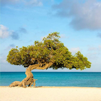 Aruba420v's Avatar'