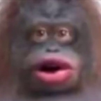 lepuzi's Avatar'