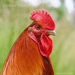 roosterhead..'s Avatar'