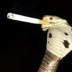 trueasparagus's Avatar'
