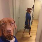 Big.Dog.Status's Avatar'