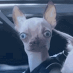 YdocTheRuler's Avatar'