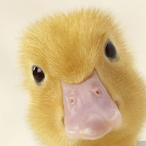 FriendlyFire..'s Avatar'