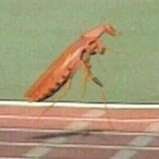 AmazingRoach's Avatar'