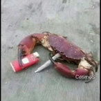 MelledaGee's Avatar'