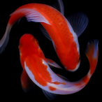 TheSeasonedFish's Avatar'