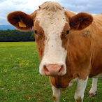 HUH-_-_-_-'s Avatar'