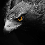 Black.Eagle01's Avatar'