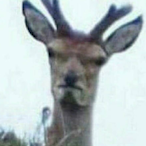 Entiego's Avatar'