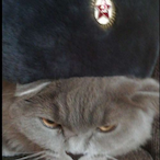 raphael.R6's Avatar'