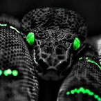 rgedodger.VNM's Avatar'