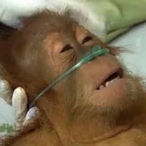 Goat_Throat's Avatar'