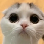 W-panda's Avatar'