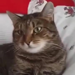 Exemplary-Cat
