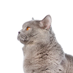 MisterMiau's Avatar'