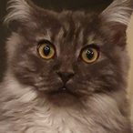 Mrs_Rhys's Avatar'