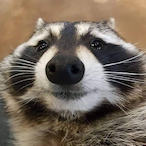 am.raccoon's Avatar'
