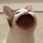 Dent Swlng's Avatar'