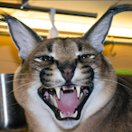 Fox_Magic1's Avatar'