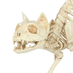 Calcium_Boi's Avatar