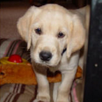 TG_wesleysnipez's Avatar