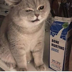 sadcatto's Avatar'