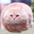 TheSpagoogler's Avatar'