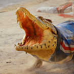 VaultingCayman's Avatar'