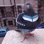 PacifistaReal's Avatar'