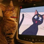 ButteryCats's Avatar'