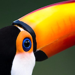 tenacioustoucan's Avatar'
