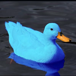 BlueDuck.